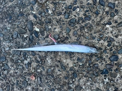 タチウオの釣果