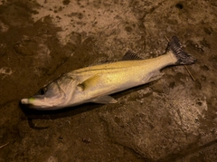 シーバスの釣果
