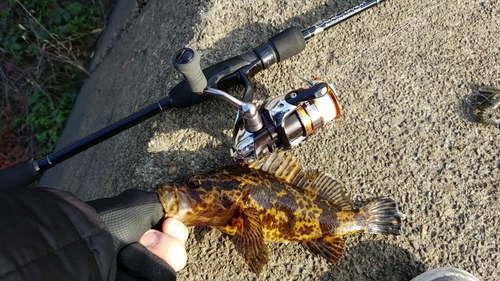 タケノコメバルの釣果