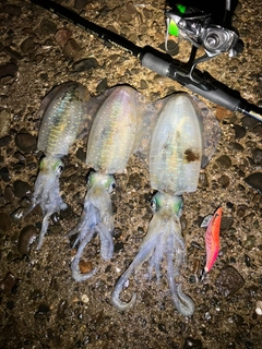 アオリイカの釣果