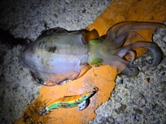 アオリイカの釣果