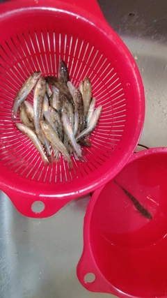 ハゼの釣果