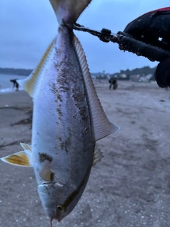 ショゴの釣果