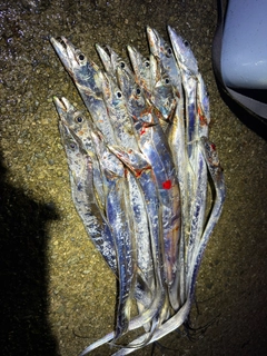 タチウオの釣果