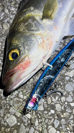 フッコ（マルスズキ）の釣果