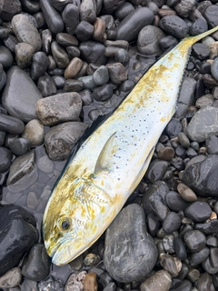 シイラの釣果