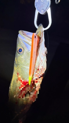 フッコ（マルスズキ）の釣果