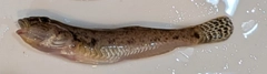 マハゼの釣果