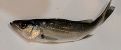 セイゴ（マルスズキ）の釣果
