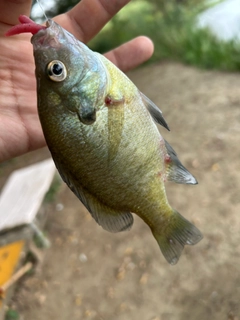 ブルーギルの釣果