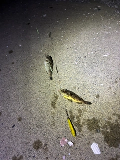 ソイの釣果