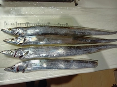 タチウオの釣果