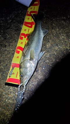 フッコ（マルスズキ）の釣果