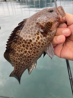オオモンハタの釣果