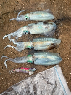 アオリイカの釣果