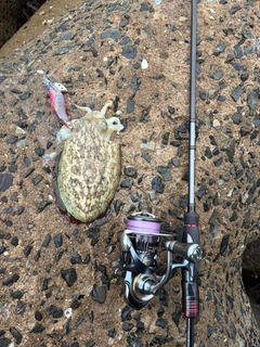 コウイカの釣果