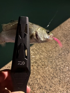 セイゴ（マルスズキ）の釣果