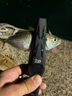 マアジの釣果