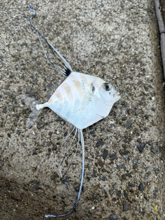 イトヒキアジの釣果