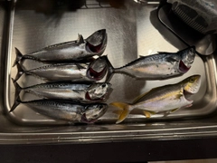 スマカツオの釣果