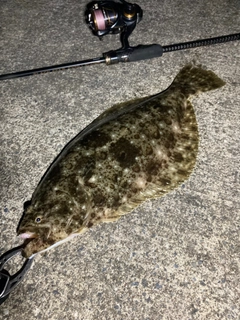 ヒラメの釣果