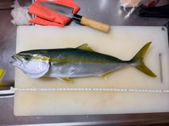 フクラギの釣果
