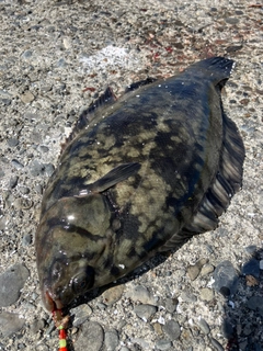 クロガシラガレイの釣果