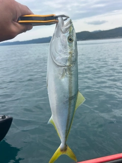 イナダの釣果