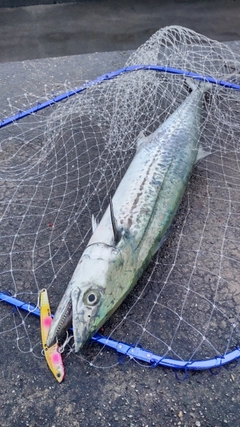 サワラの釣果