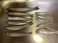 シロギスの釣果