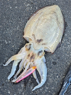 イカの釣果