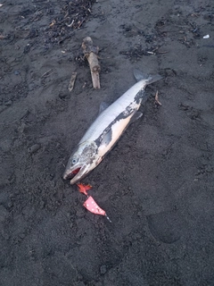 アキアジの釣果
