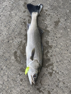 スズキの釣果