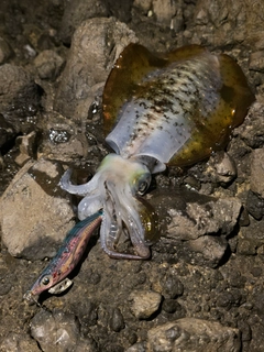 アオリイカの釣果