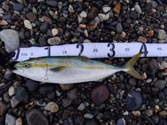 ハマチの釣果