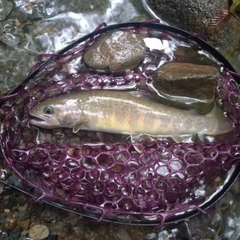 イワナの釣果