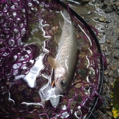 イワナの釣果