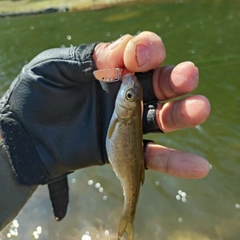 ウグイの釣果