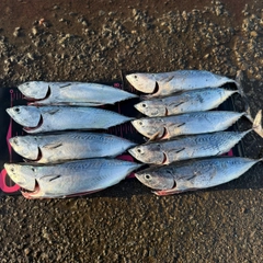 ヒラソウダの釣果