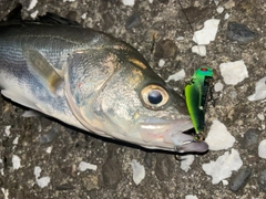 シーバスの釣果