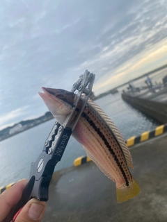 キュウセンの釣果