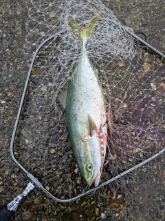 フクラギの釣果
