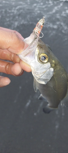 セイゴ（ヒラスズキ）の釣果