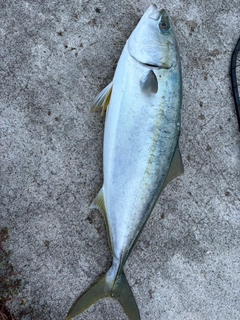 フクラギの釣果