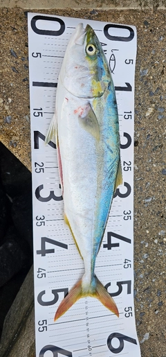 イナダの釣果