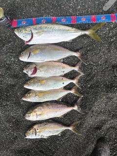 ショゴの釣果