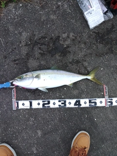 イナダの釣果
