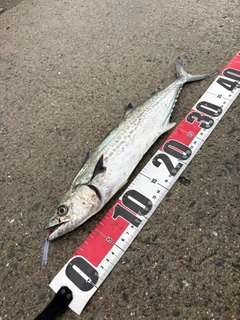 サゴシの釣果