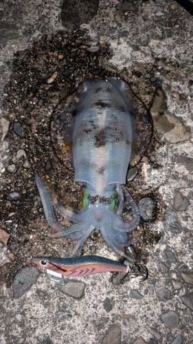 宮崎県の釣果・釣り場情報【2026年最新】 - アングラーズ | 釣果600万