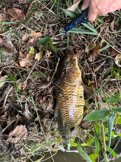 コイの釣果